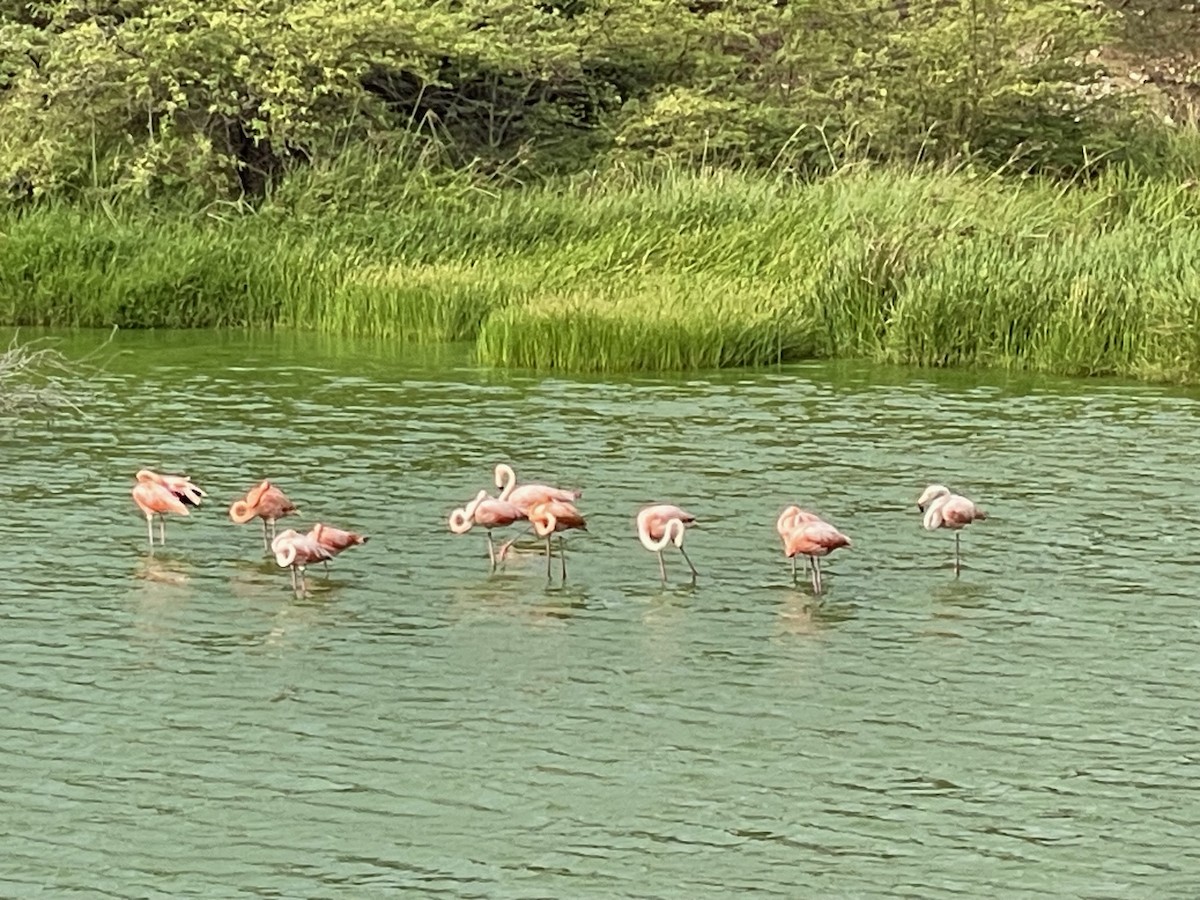 American Flamingo - ML617544491