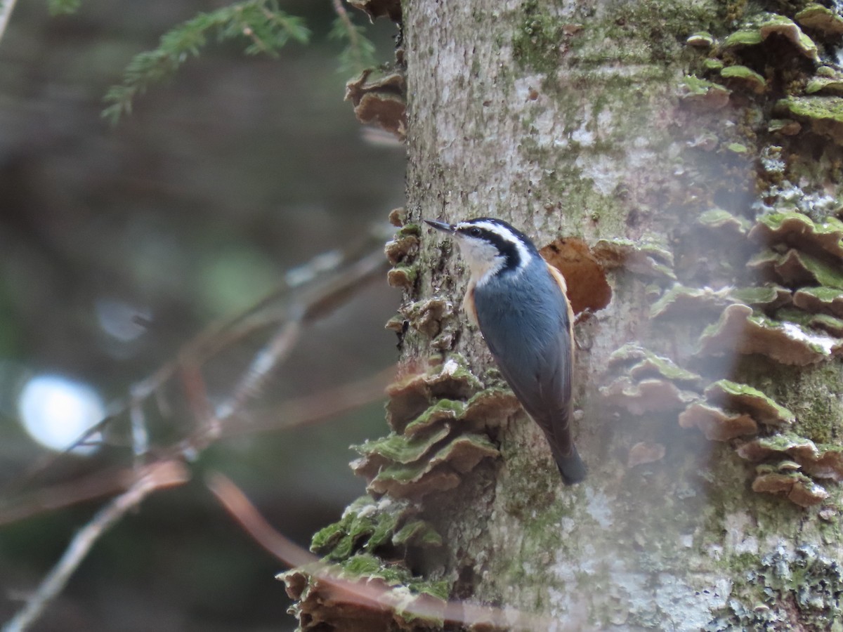 Red-breasted Nuthatch - ML617544494