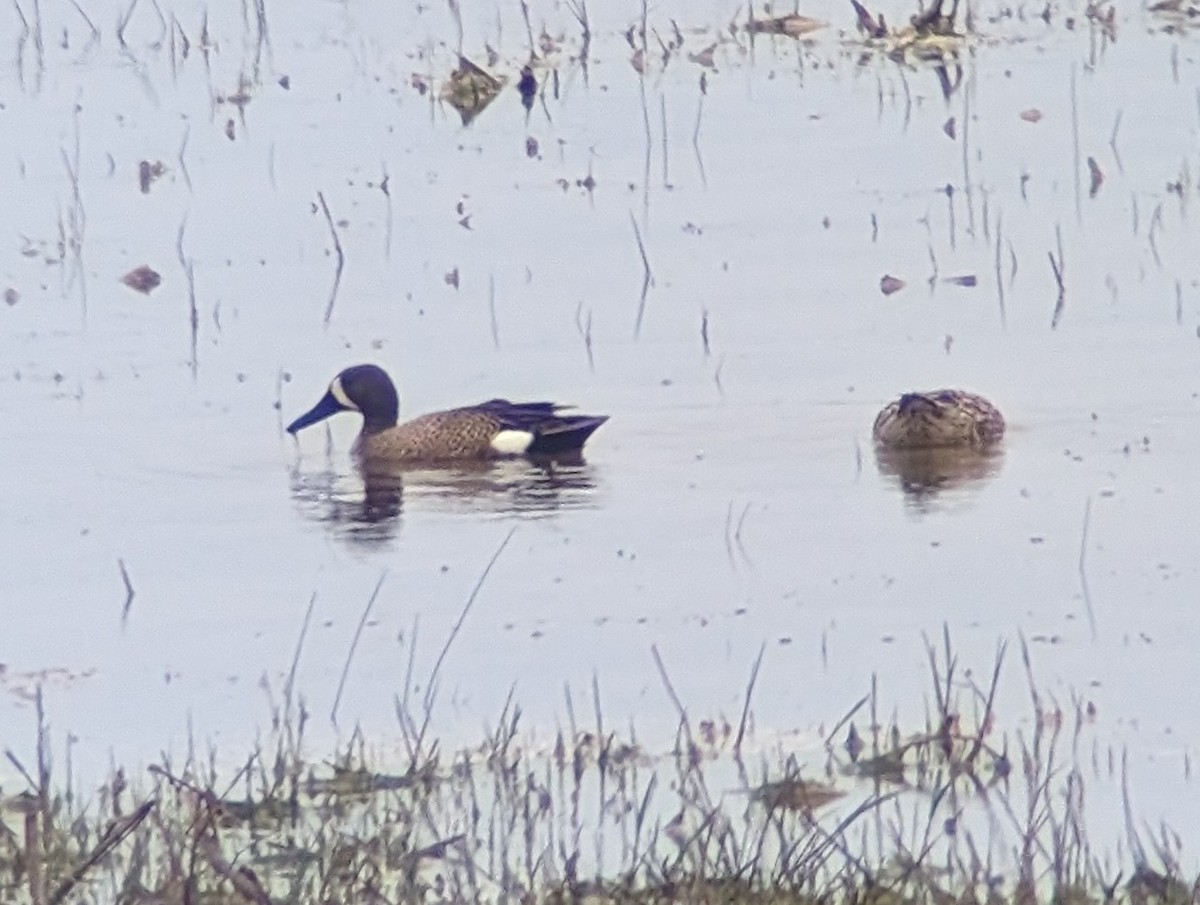 Blue-winged Teal - ML617544526