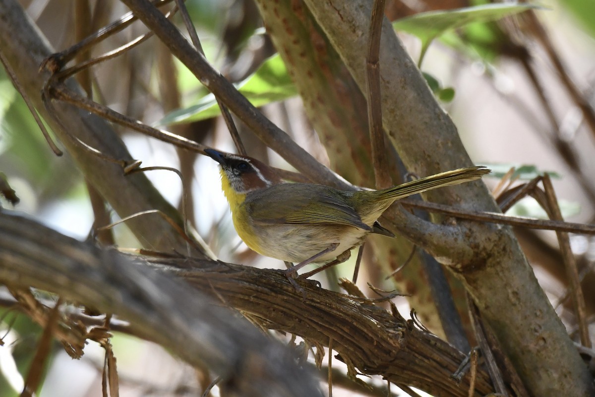 Rufous-capped Warbler - ML617544568