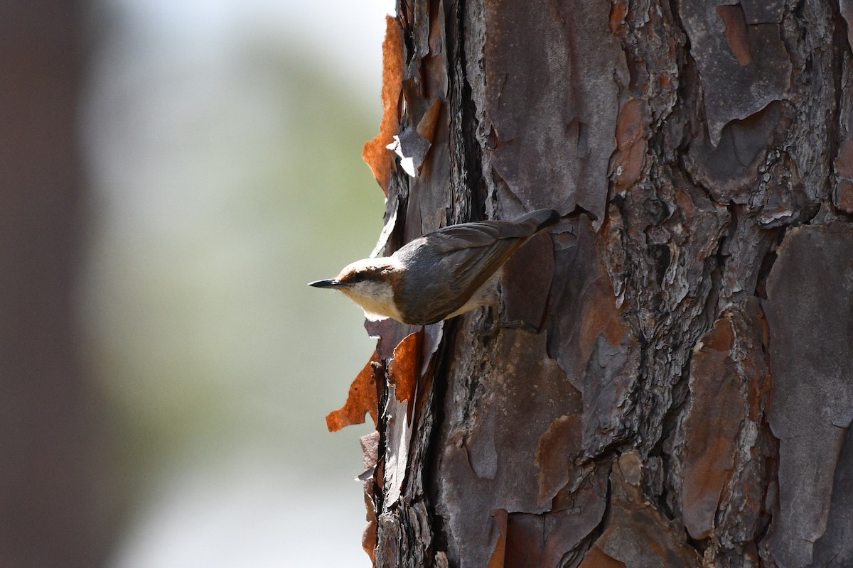 Brown-headed Nuthatch - ML617544626