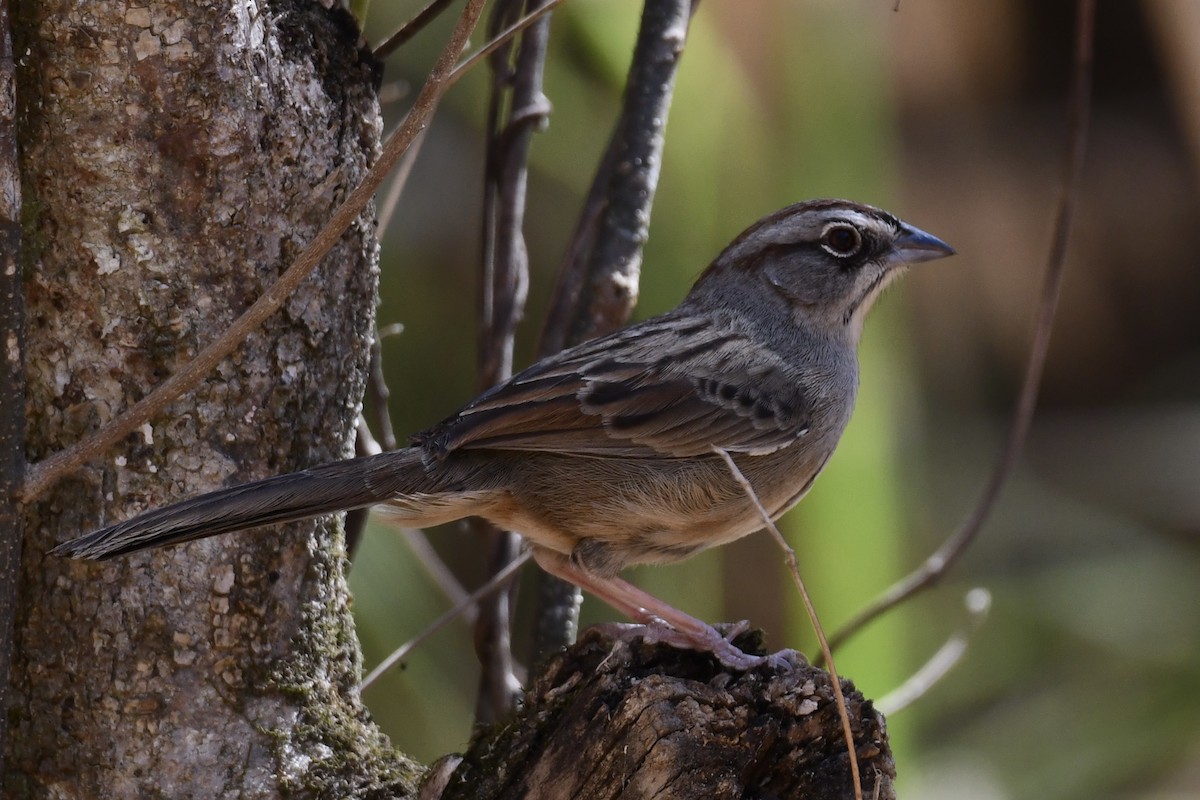 Oaxaca Sparrow - ML617544632