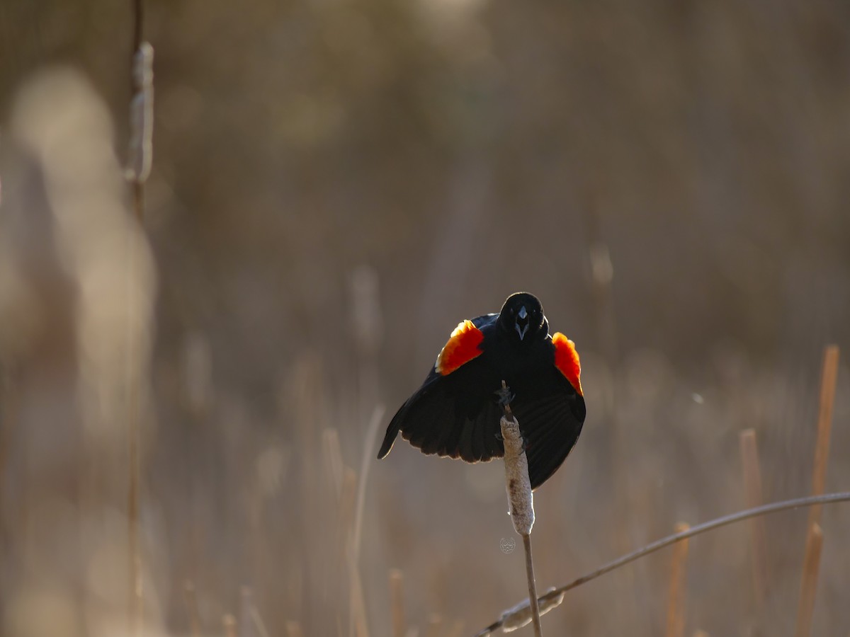 Red-winged Blackbird - ML617544682