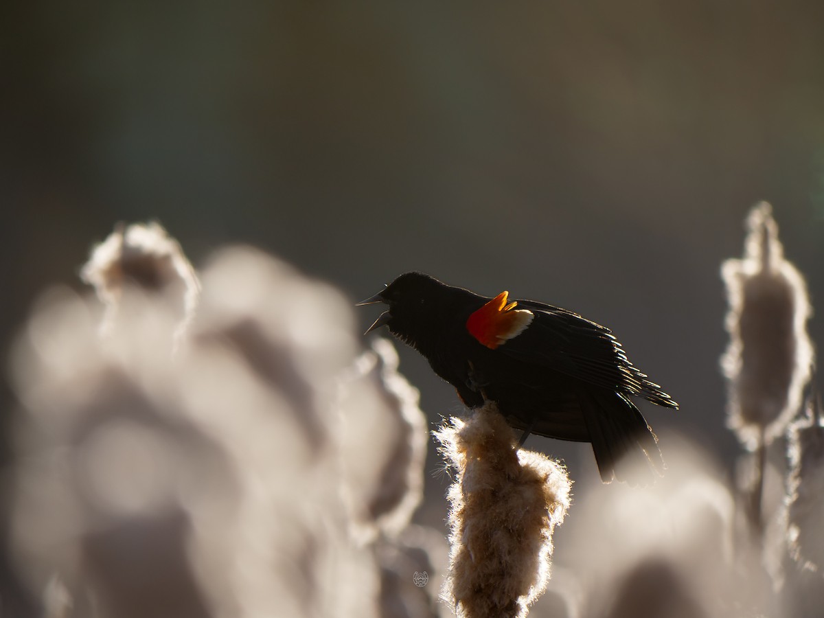 Red-winged Blackbird - Bob Izumi