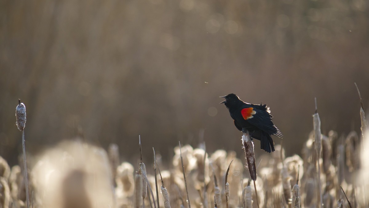 Red-winged Blackbird - Bob Izumi