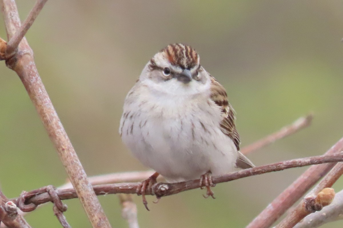 Chipping Sparrow - ML617544701