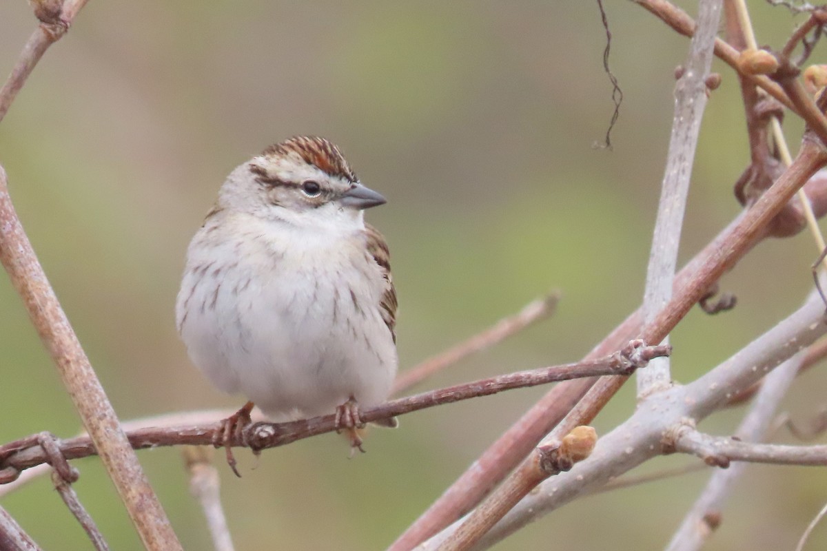 Chipping Sparrow - ML617544702