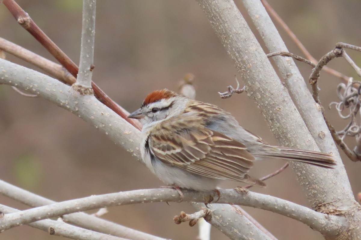 Chipping Sparrow - ML617544703