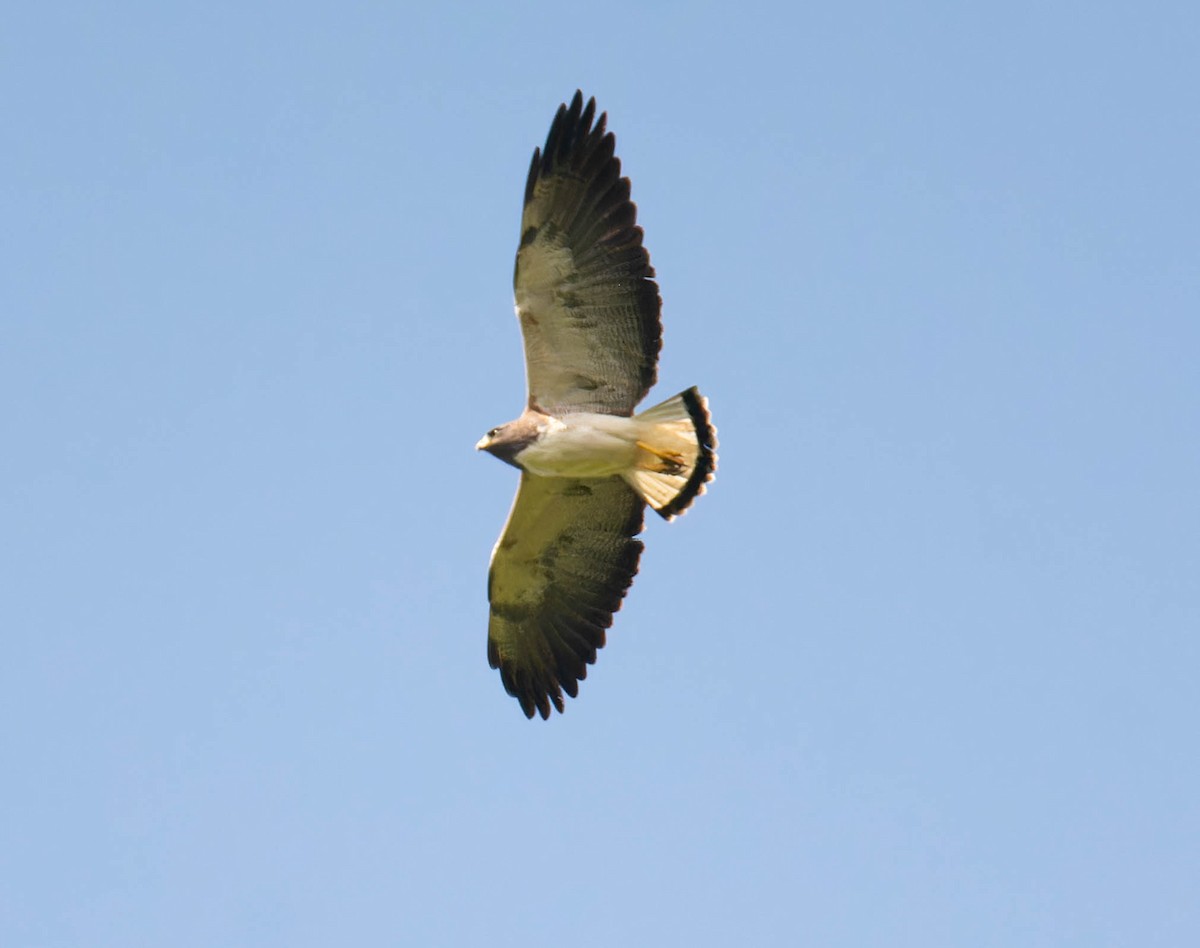 White-tailed Hawk - MAURICIO ARANGO ABAD