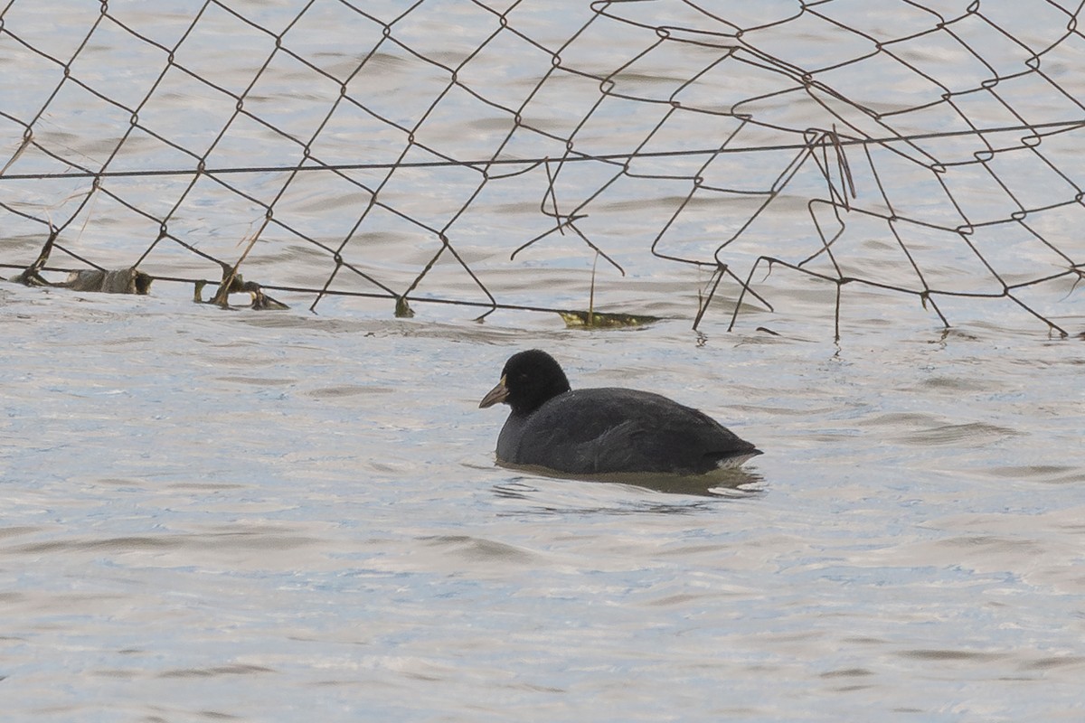 White-winged Coot - ML617544712