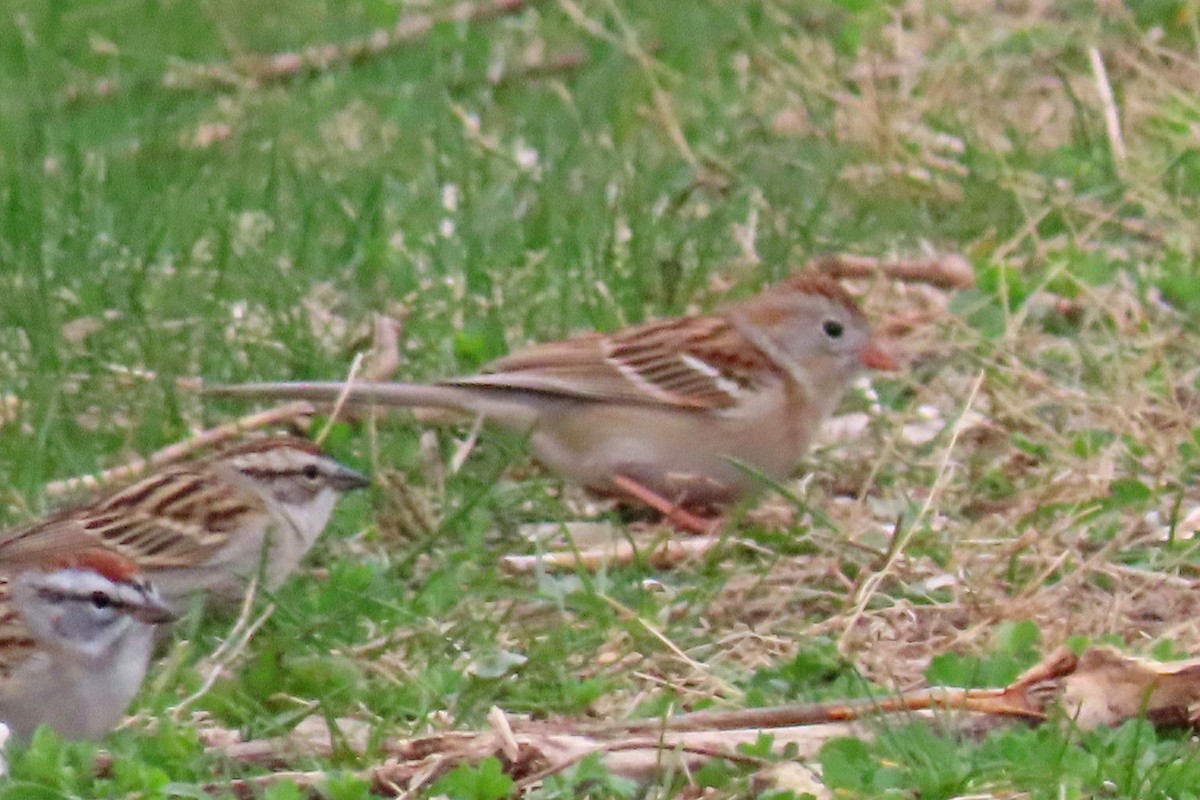 Field Sparrow - ML617544718