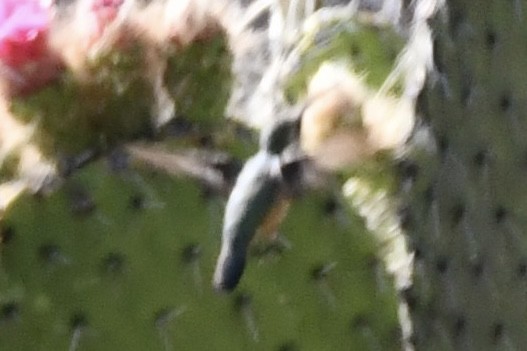 Beautiful Hummingbird - ML617544826