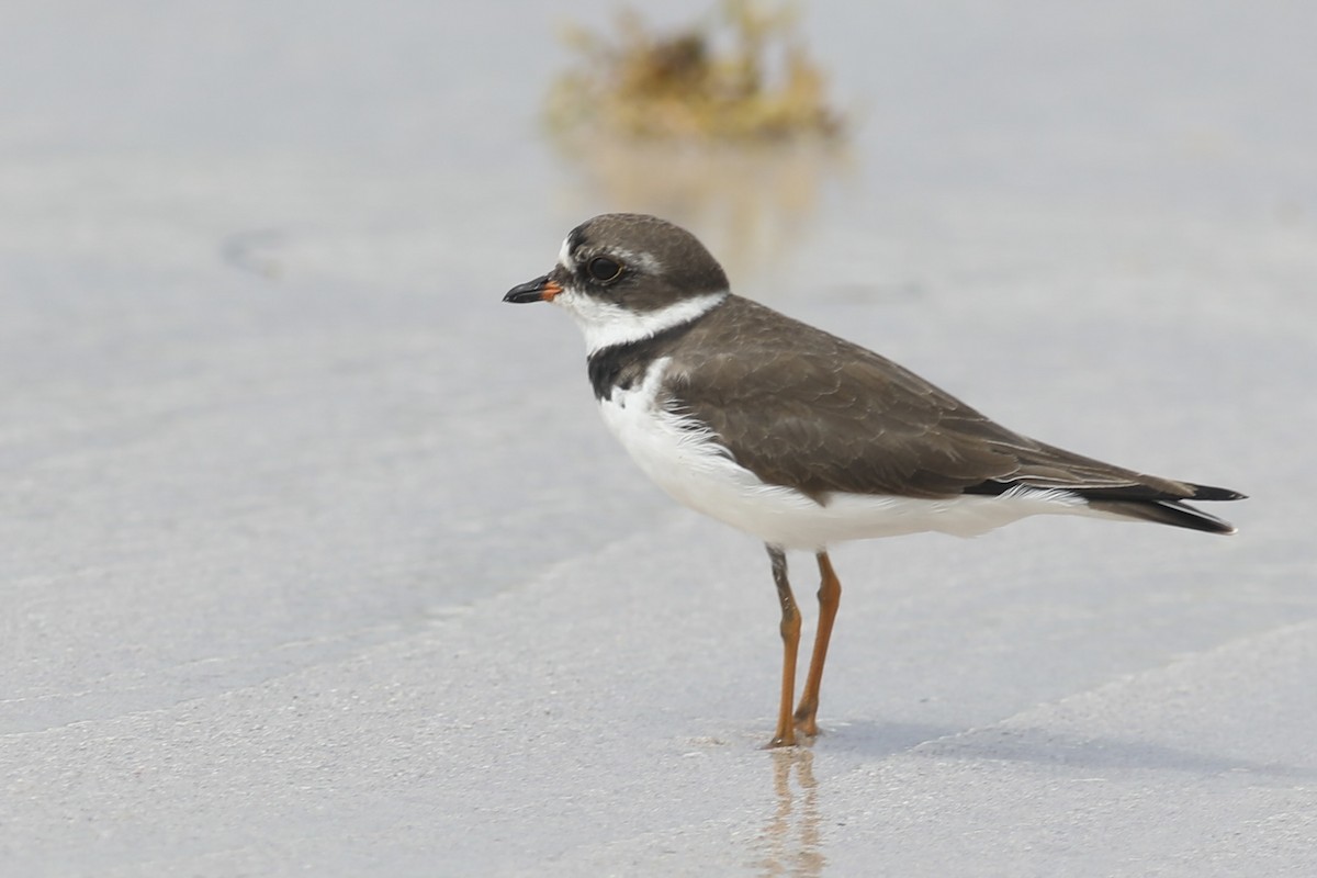 Semipalmated Plover - ML617544840