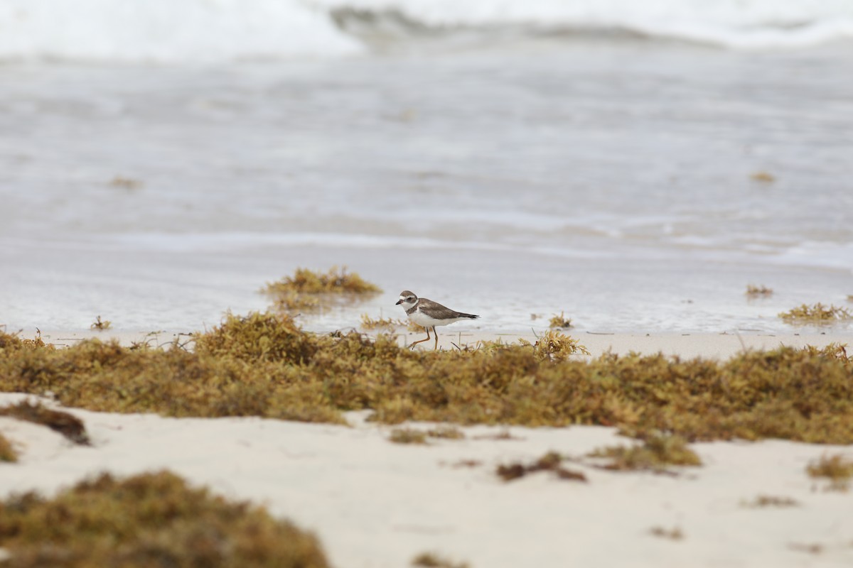 Semipalmated Plover - ML617544846