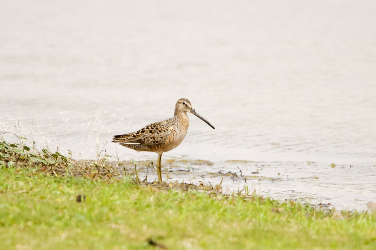 Long-billed Dowitcher - ML617544848