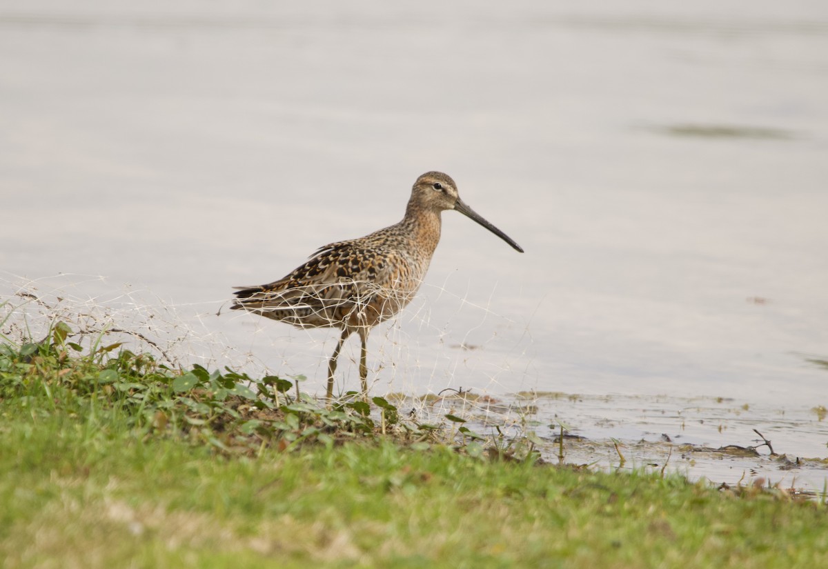 Long-billed Dowitcher - ML617544850