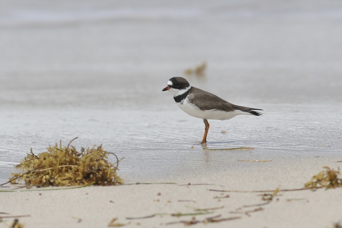 Semipalmated Plover - ML617544856