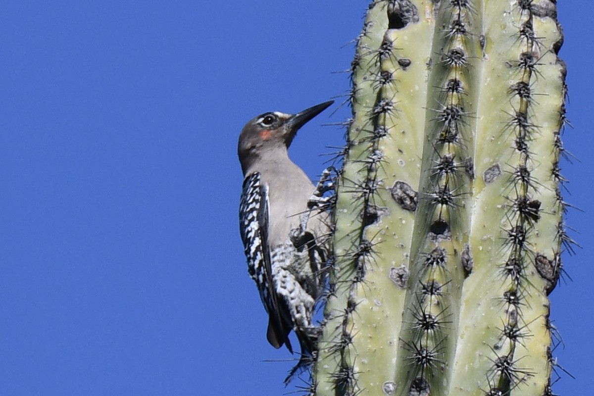 Gray-breasted Woodpecker - Erik Atwell