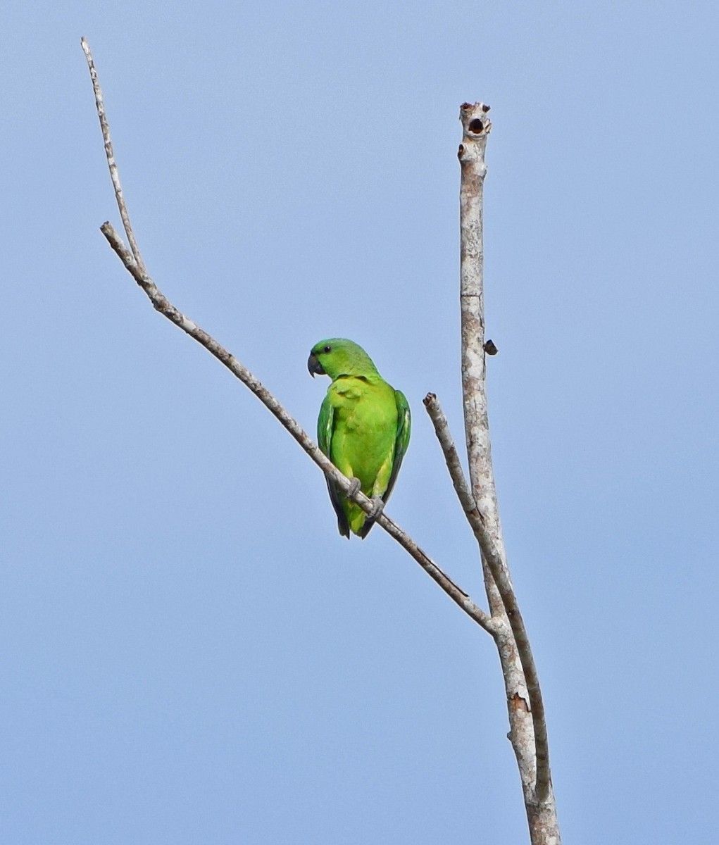 Short-tailed Parrot - John Bruin
