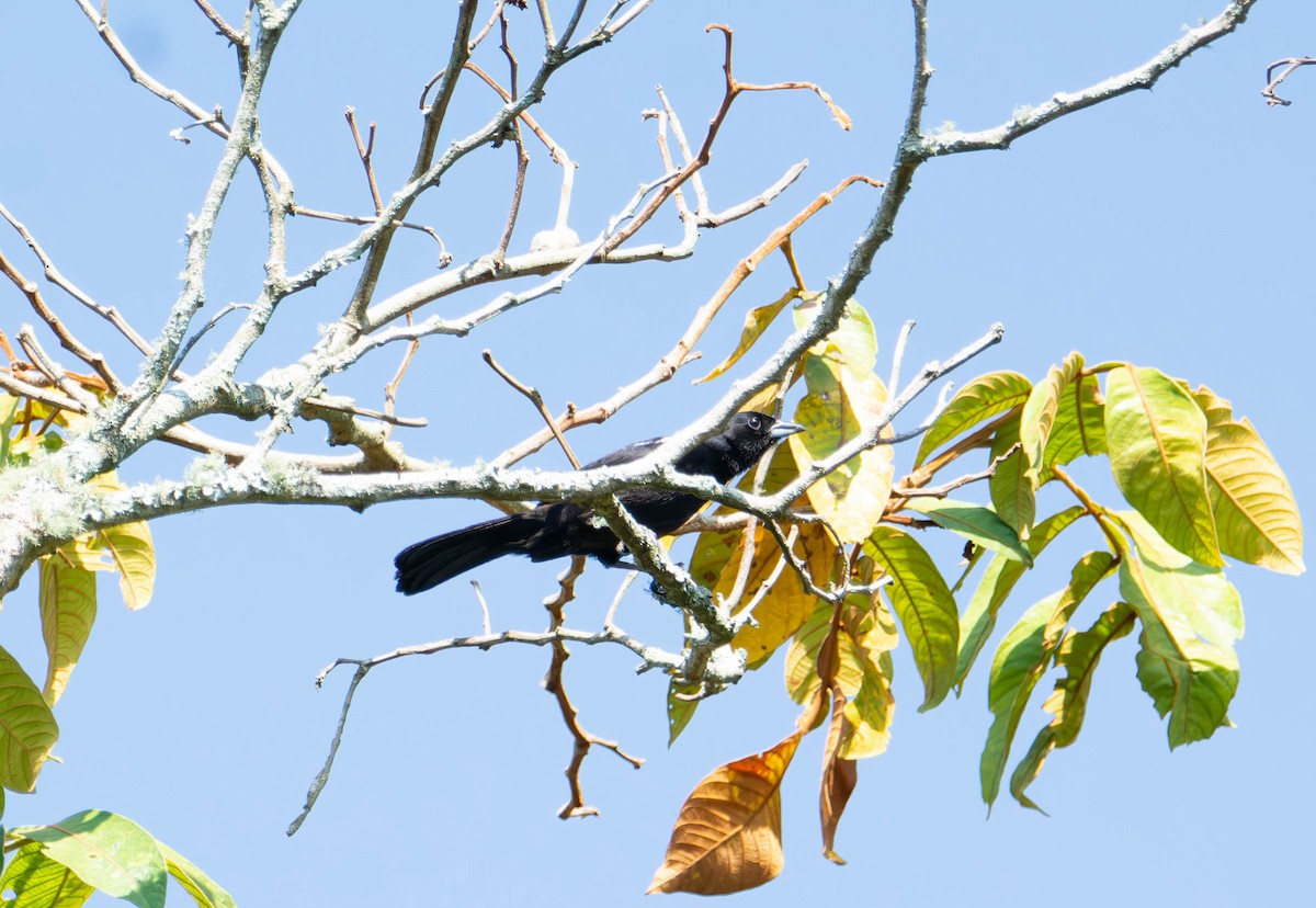White-lined Tanager - ML617544952