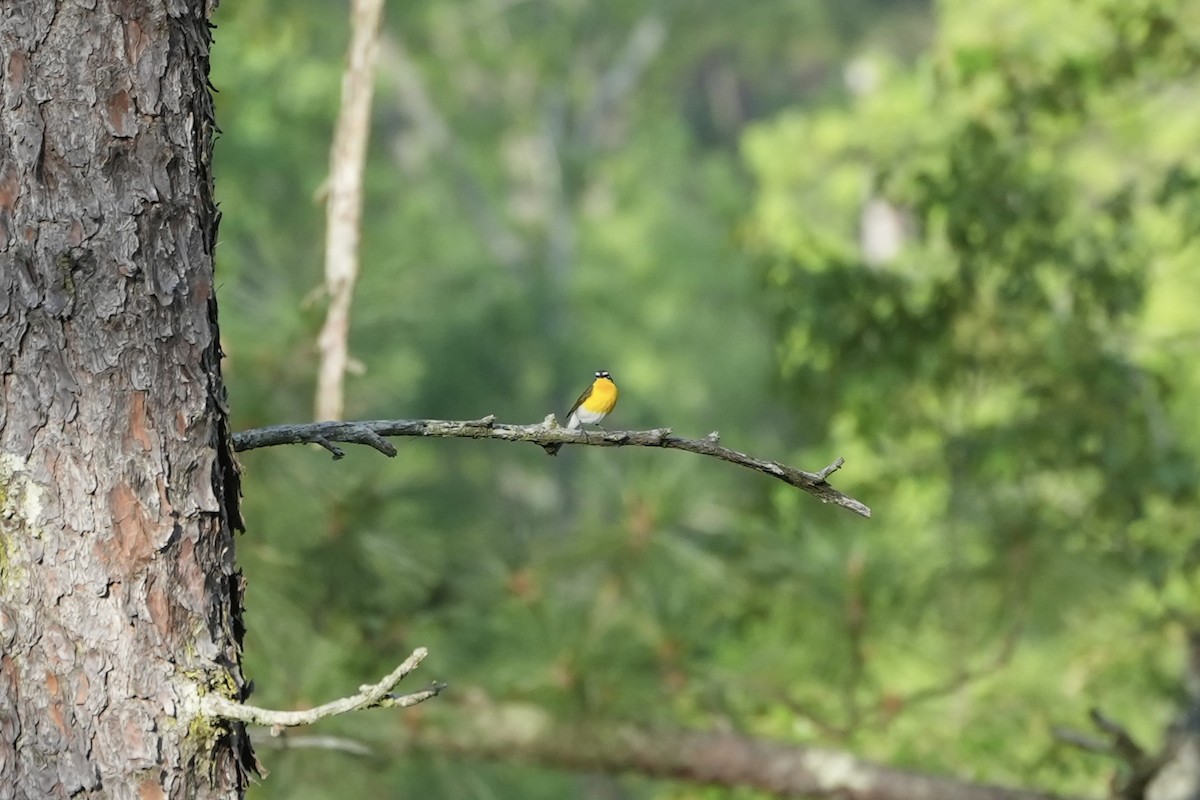 Yellow-breasted Chat - ML617544980