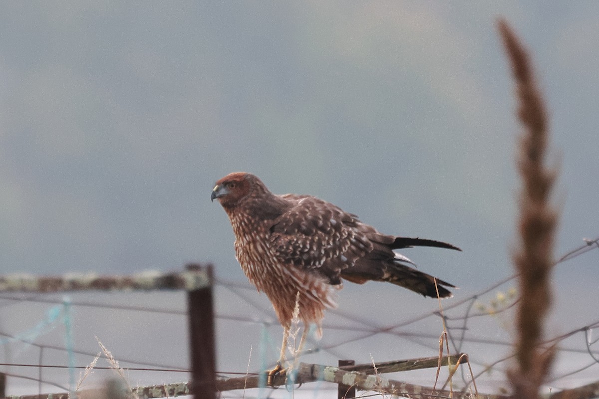 Spotted Harrier - ML617545000