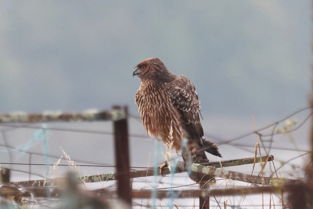 Spotted Harrier - ML617545001