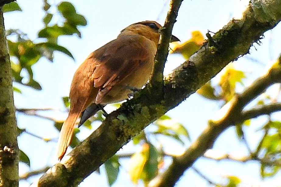 Brown Tanager - ML617545071