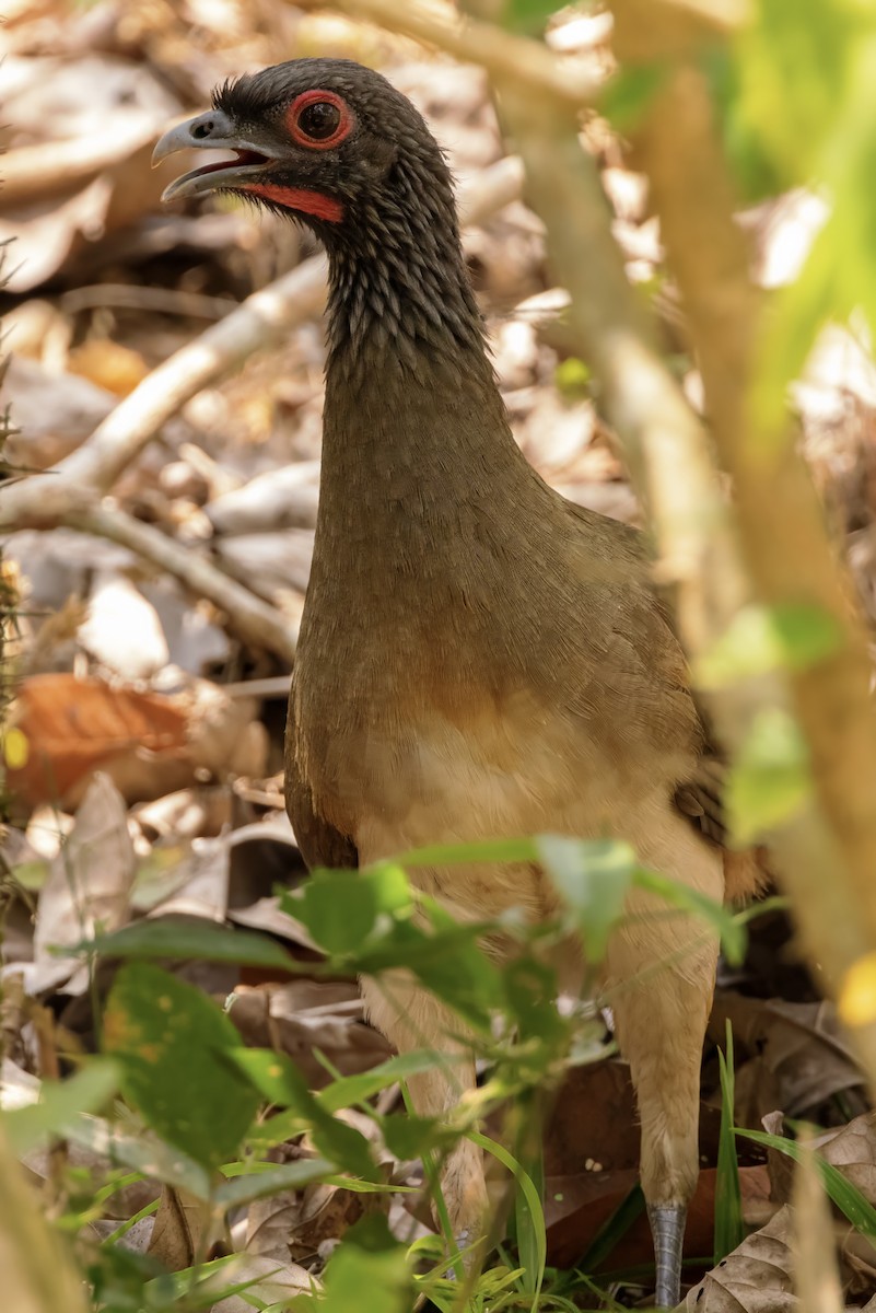 West Mexican Chachalaca - ML617545079