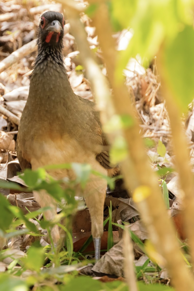 West Mexican Chachalaca - ML617545080