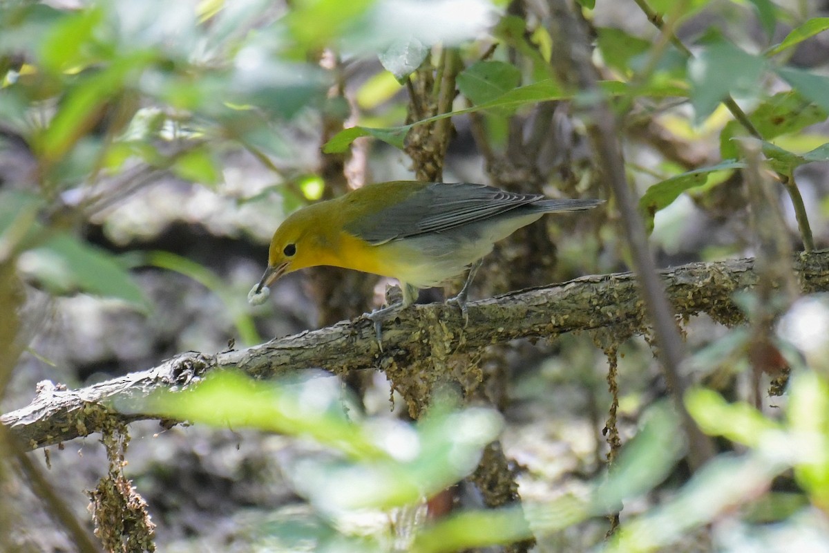 Prothonotary Warbler - ML617545081