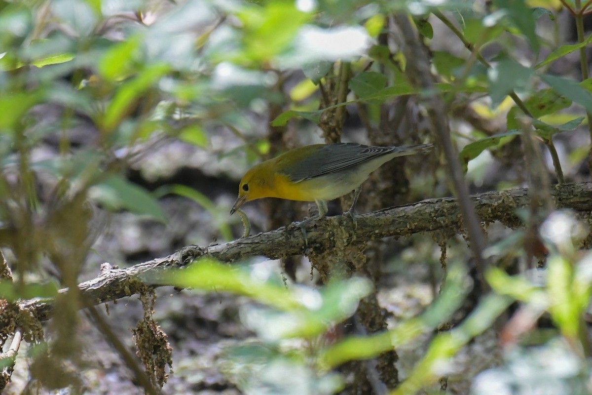 Prothonotary Warbler - ML617545082