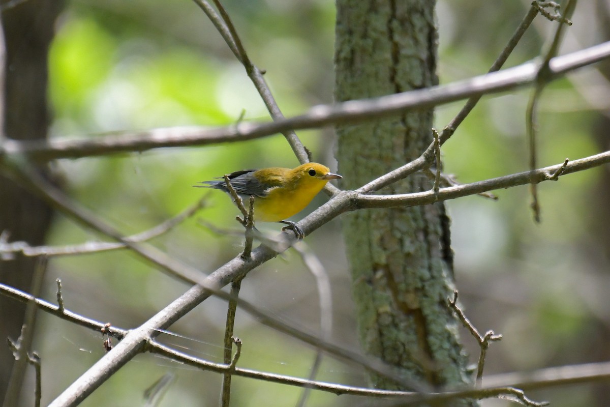 Prothonotary Warbler - ML617545083