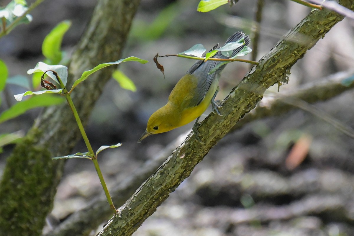 Prothonotary Warbler - ML617545084
