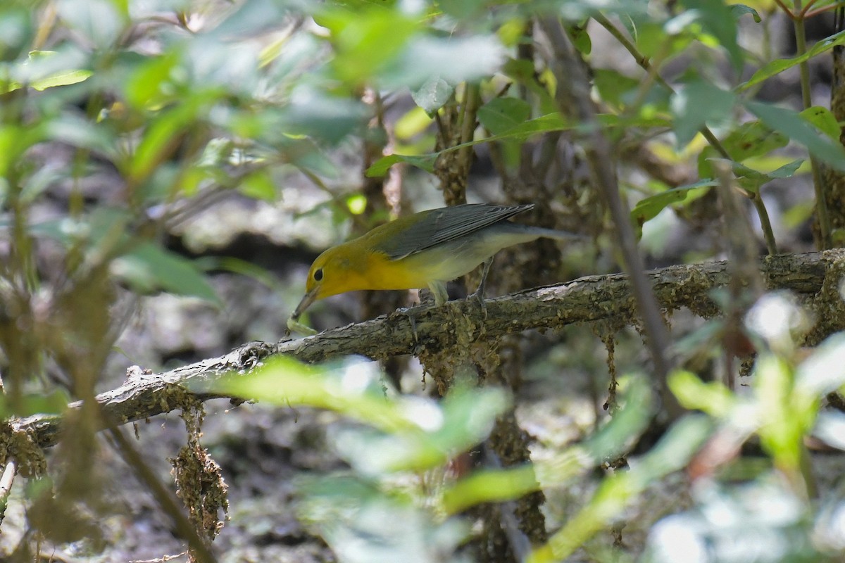 Prothonotary Warbler - ML617545085