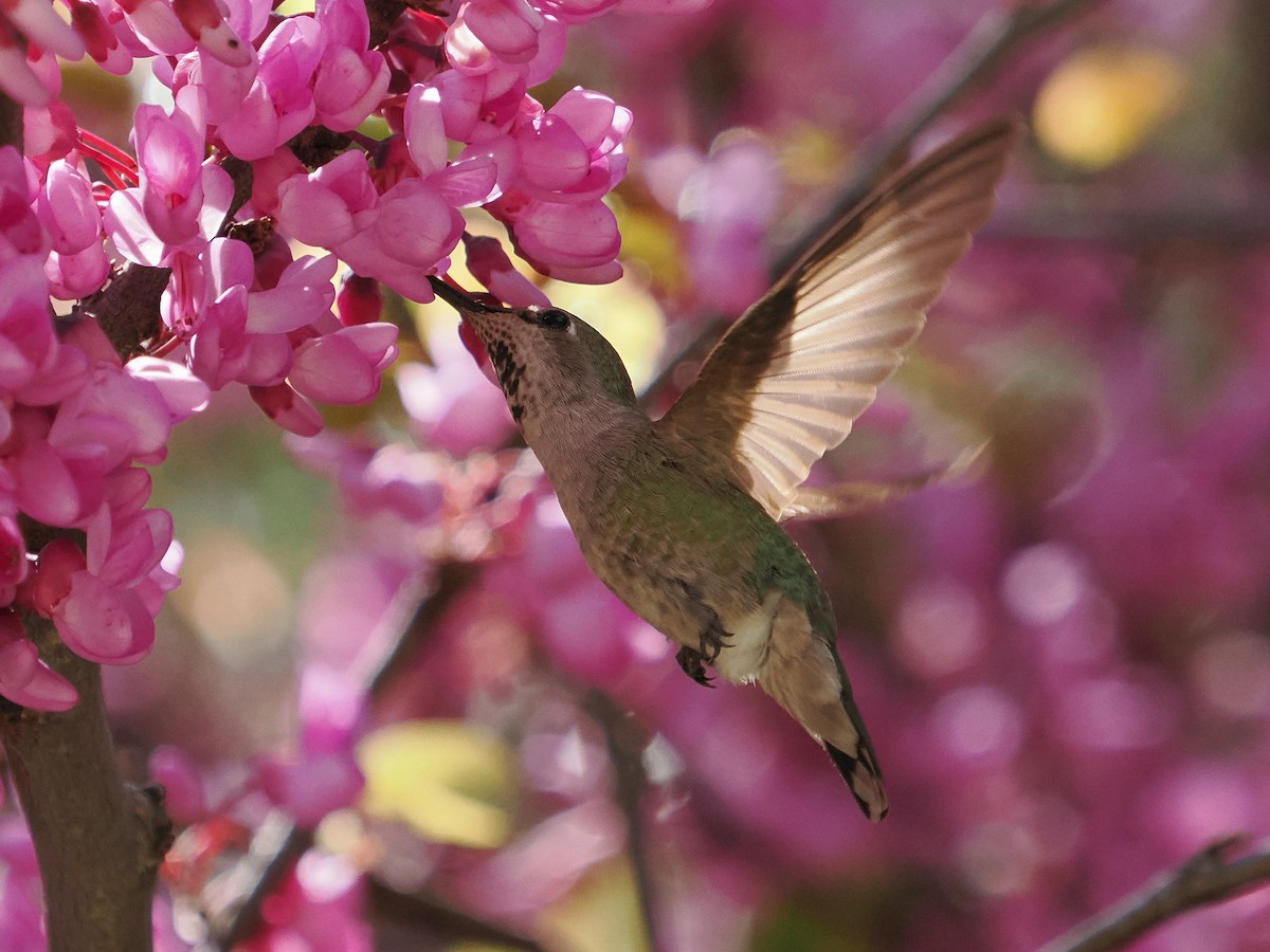 Anna's Hummingbird - ML617545155