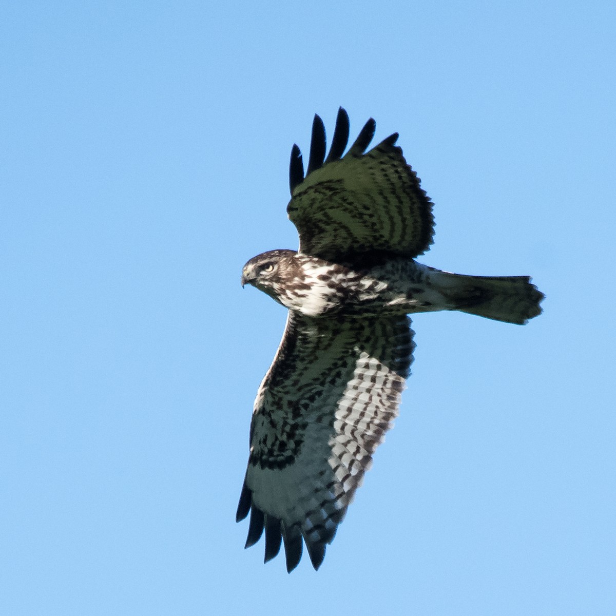 Red-tailed Hawk - ML617545174