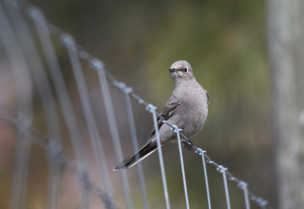 Townsend's Solitaire - ML617545210