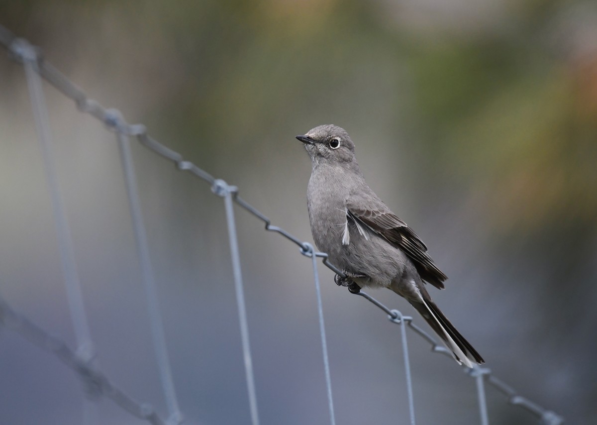Townsend's Solitaire - ML617545211