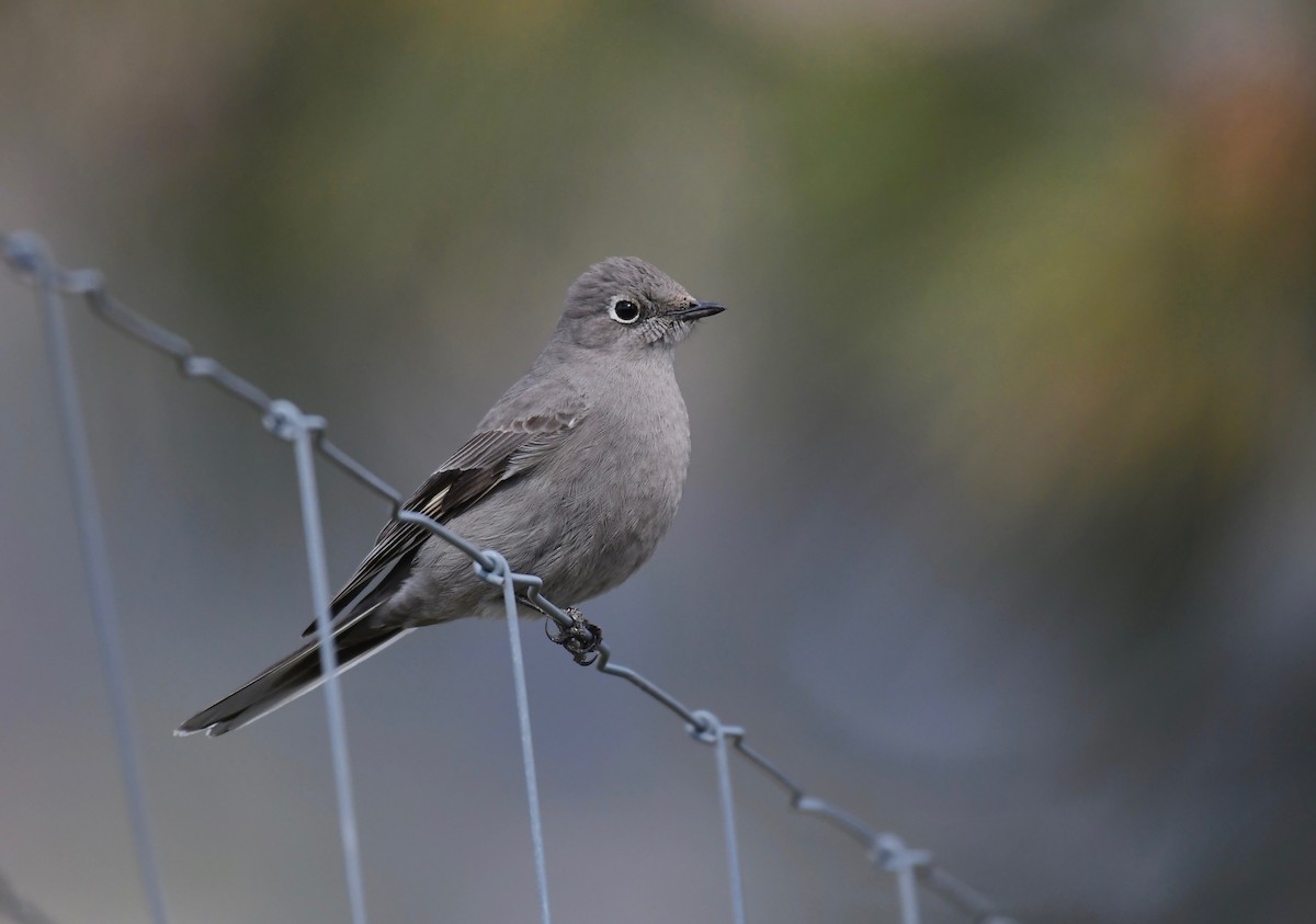 Townsend's Solitaire - ML617545212