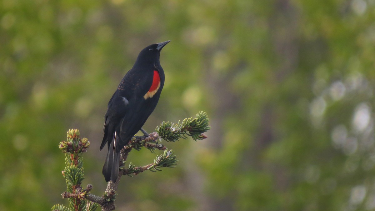 Red-winged Blackbird - Josiah Chase