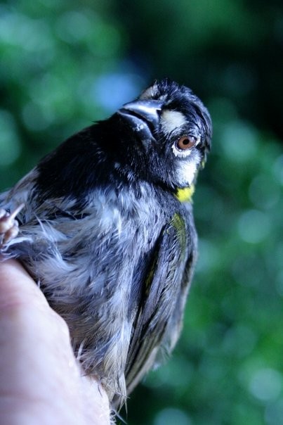 White-eared Ground-Sparrow - ML617545233