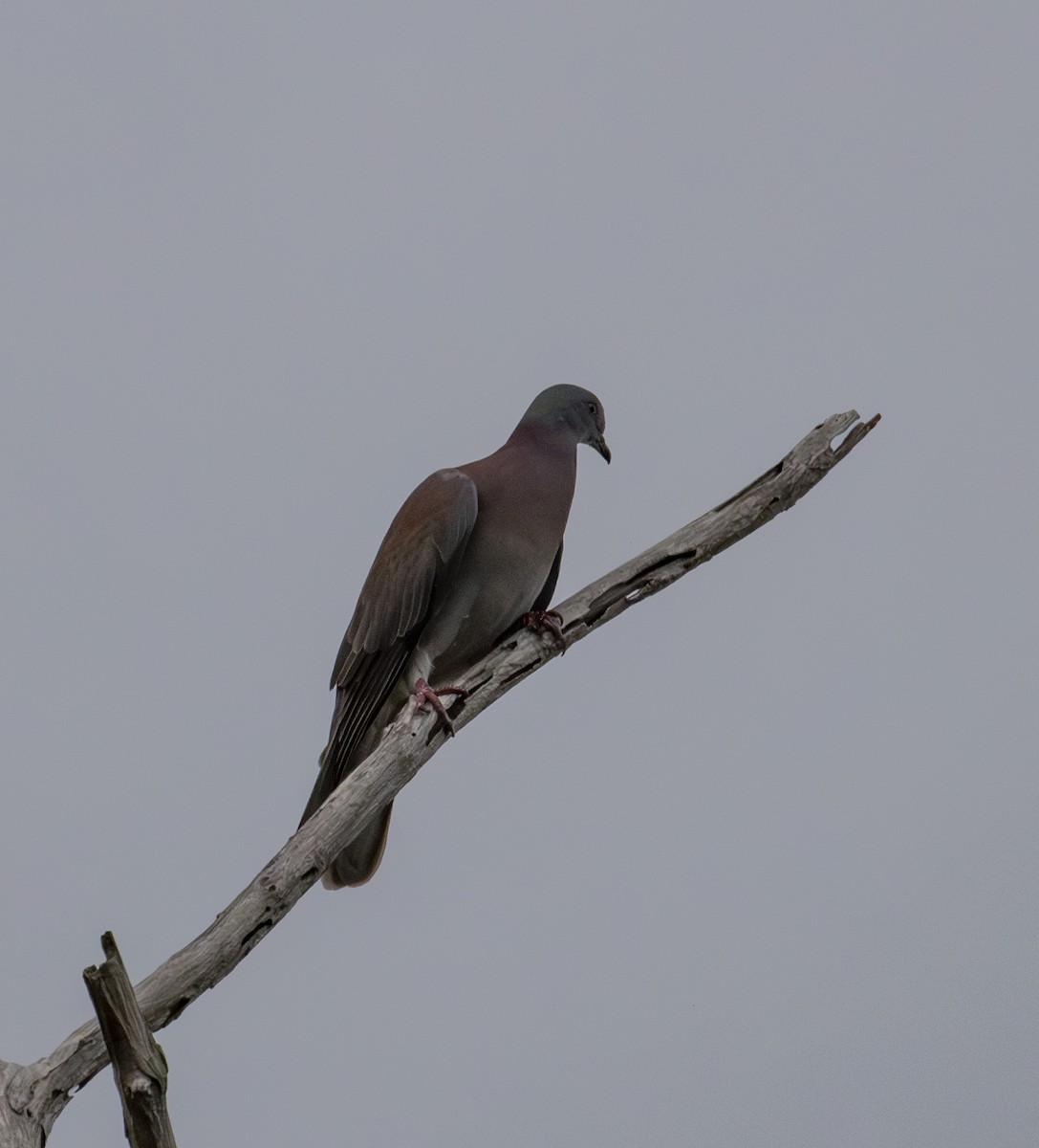 Pale-vented Pigeon - ML617545359