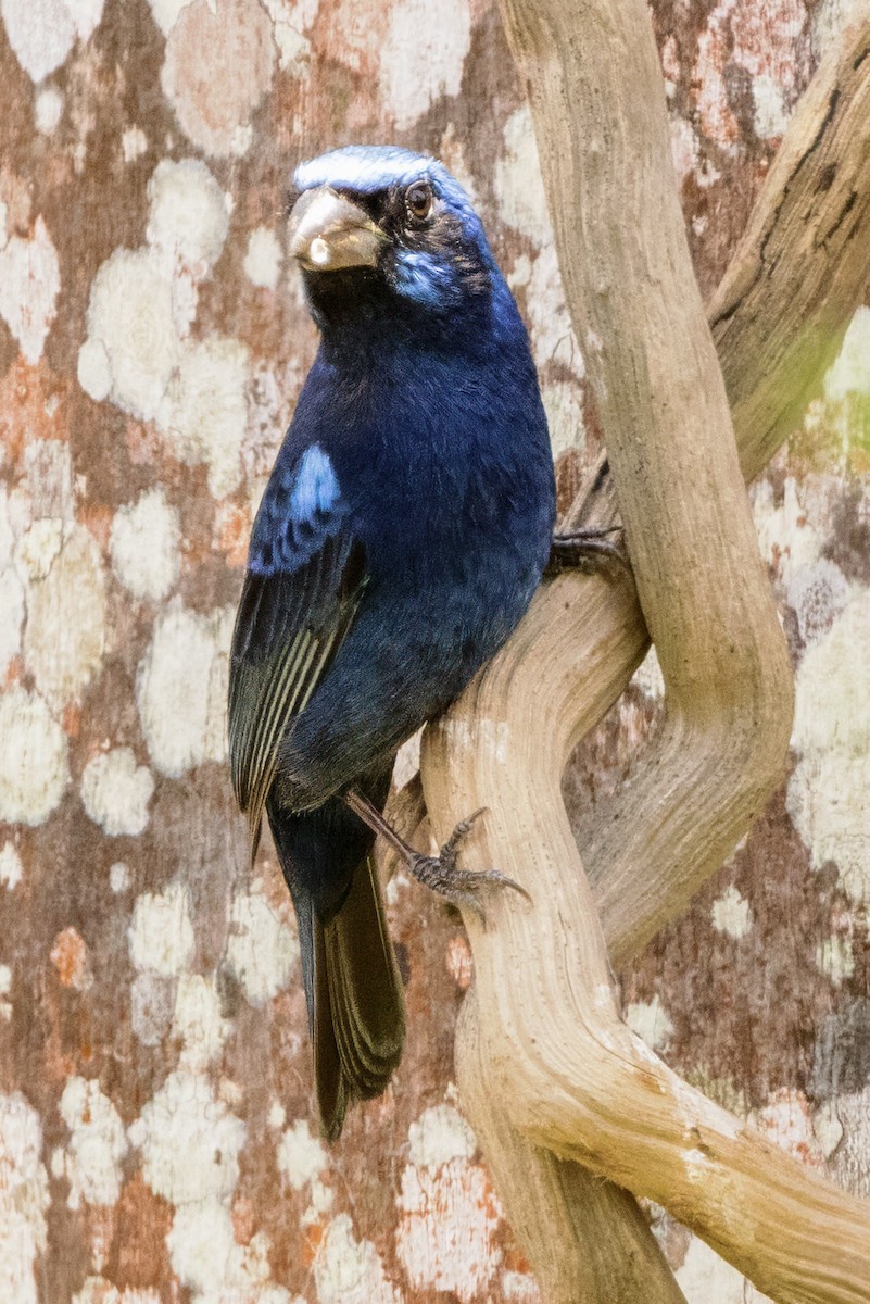 Blue Bunting - Scott Young