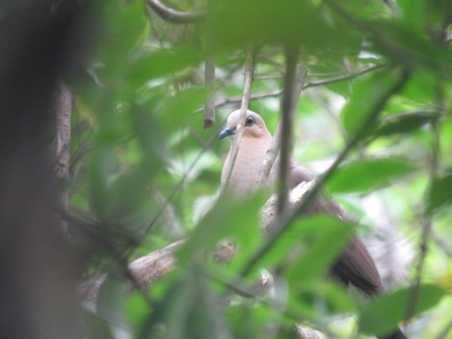 Gray-fronted Dove - ML617545422