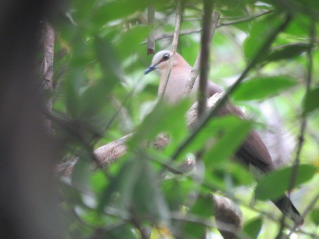 Gray-fronted Dove - ML617545423