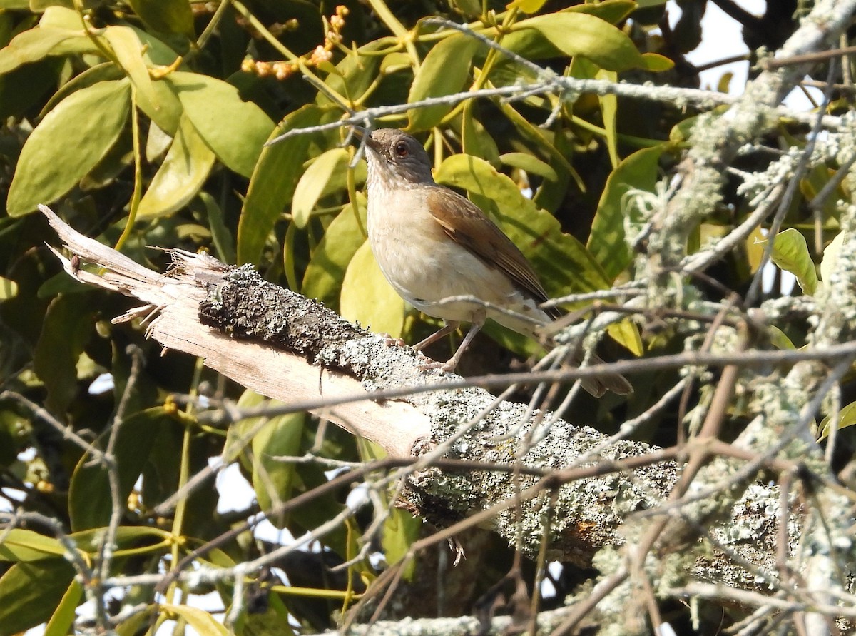 Pale-breasted Thrush - ML617545458
