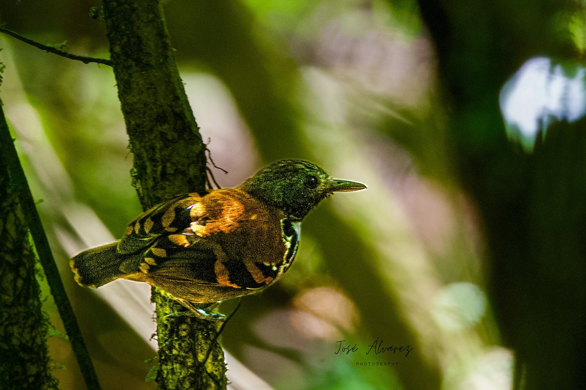Spotted Antbird - ML617545465