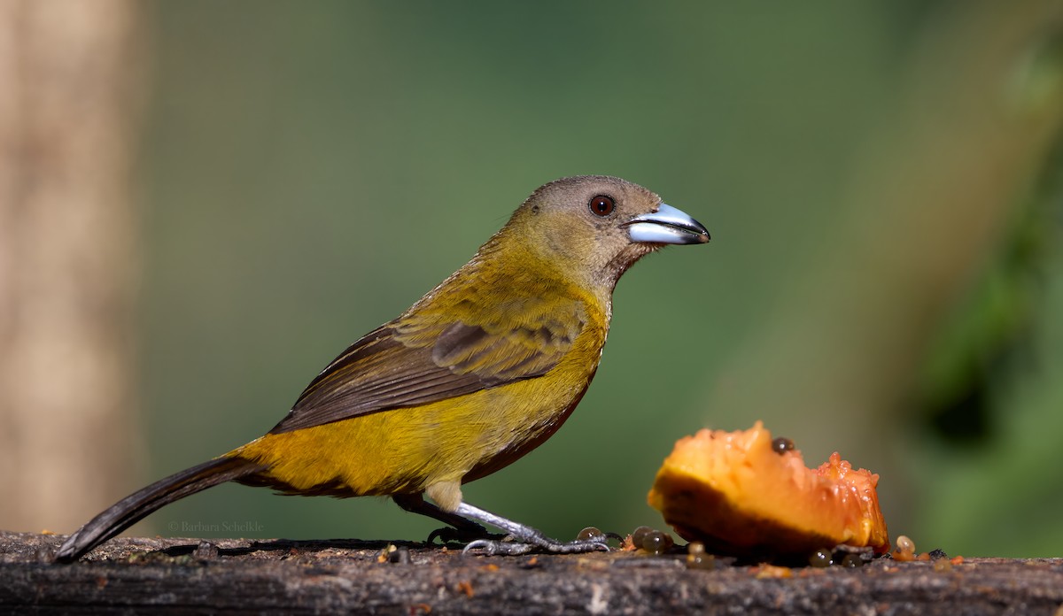 Scarlet-rumped Tanager (Passerini's) - ML617545508