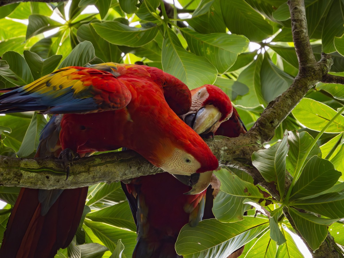Scarlet Macaw - ML617545613